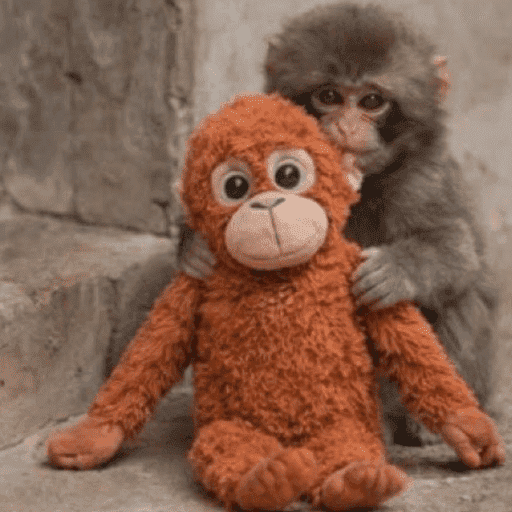Macaco punchi-kun 5