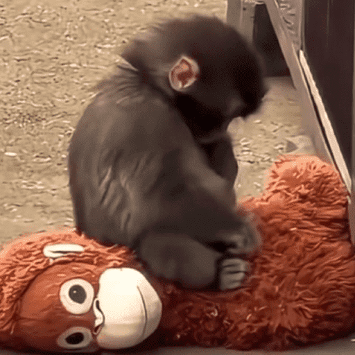 Macaco punchi-kun 9