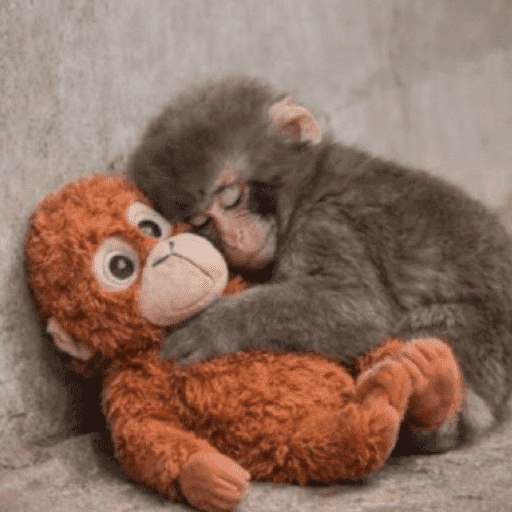 Macaco punchi-kun 6