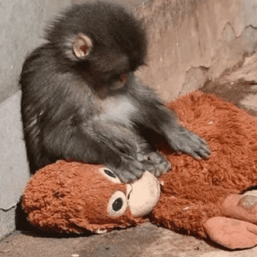 Macaco punchi-kun 2