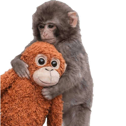 Macaco punchi-kun 8