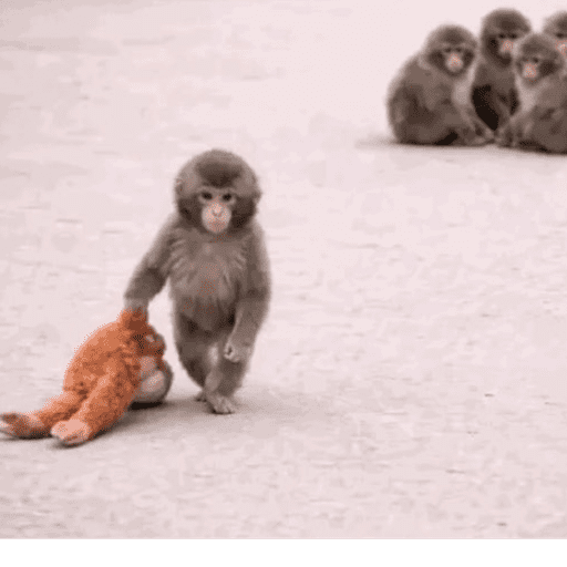 Macaco punchi-kun 3