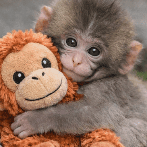 Macaco punchi-kun 1
