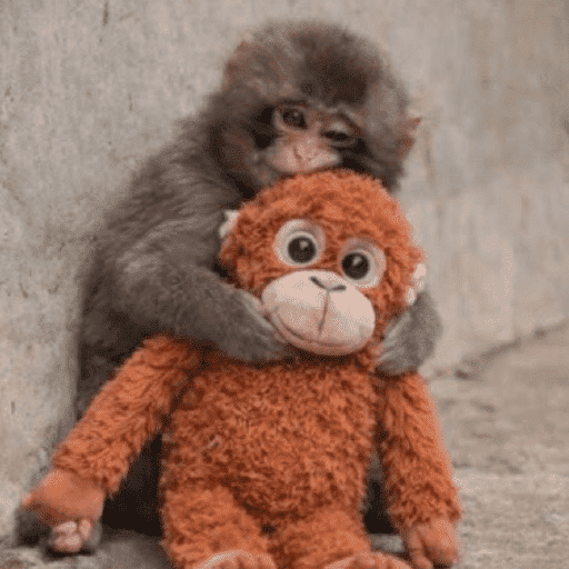Macaco punchi-kun 4