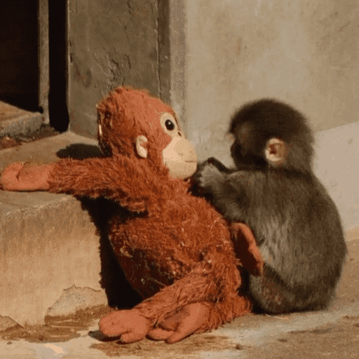 Macaco punchi-kun 11