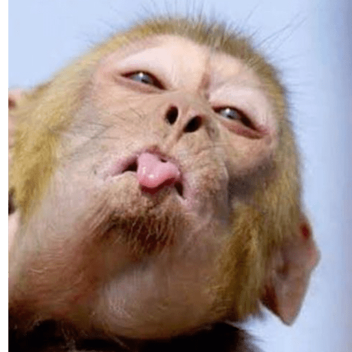 Macaco 4