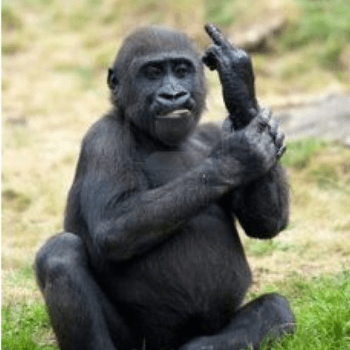 Macaco 6