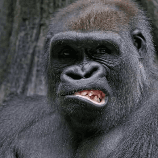 Macaco 5