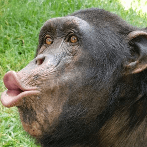 Macaco 3