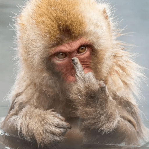 Macaco 8