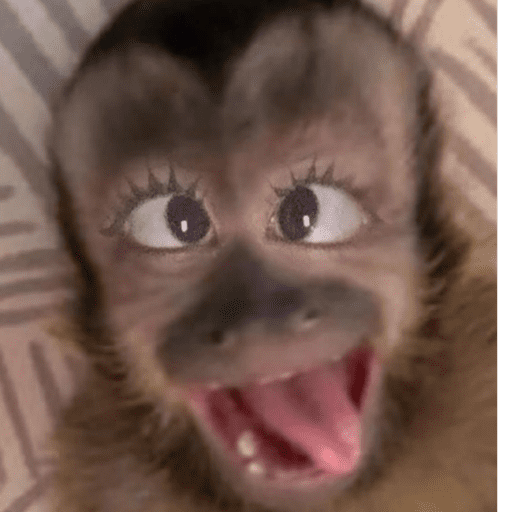 Macacos Memes  5