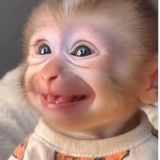 Macacos Memes  10