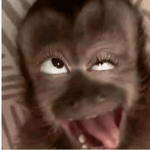 Macacos Memes  2