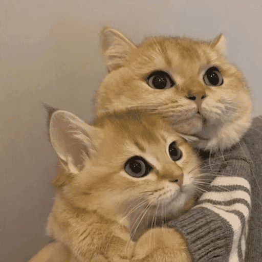 Gatos Reações  2
