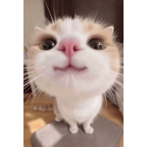 Cat 5
