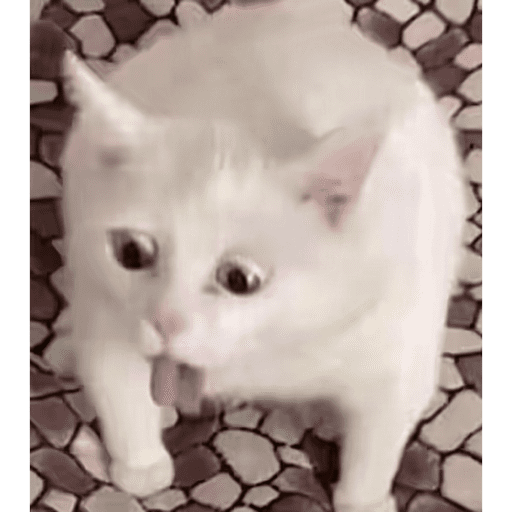Cat 10