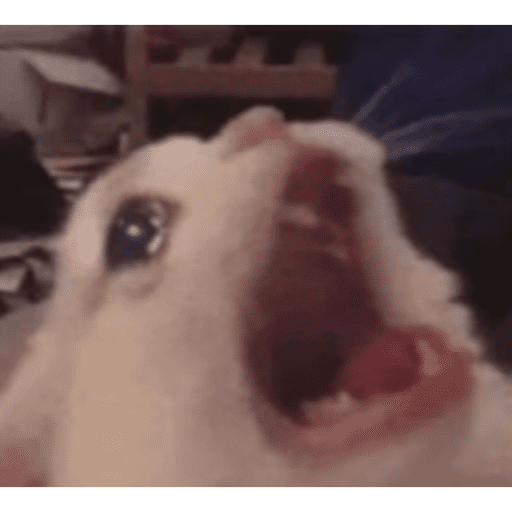 Cat 12