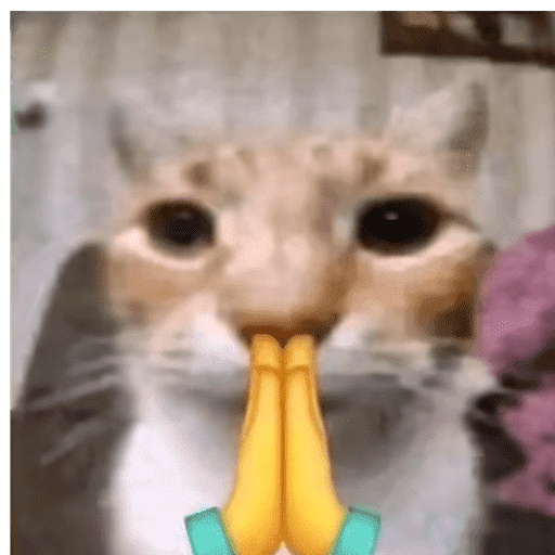 Cat 9