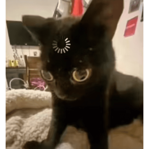 Cat 11