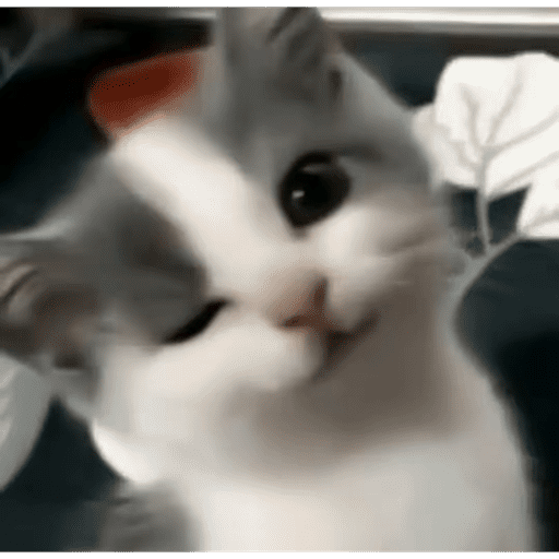 Cat 2