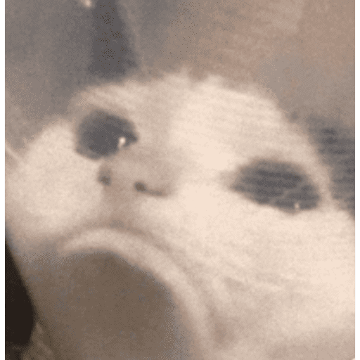 Cat 16