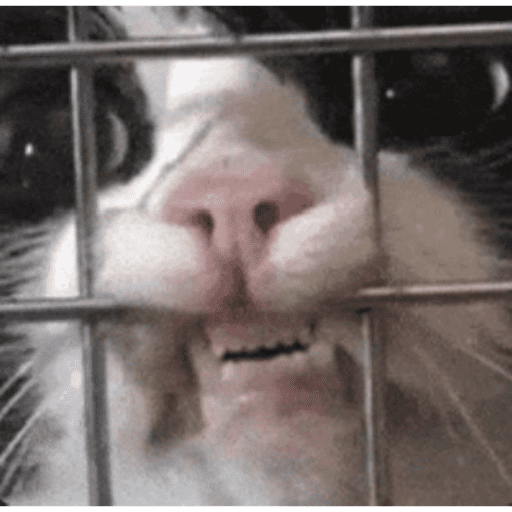 Cat 15