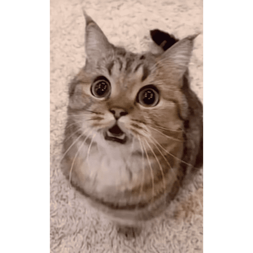 Cat 4