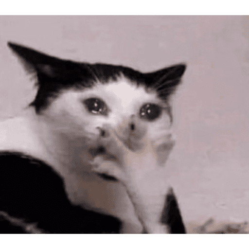 Cat 14