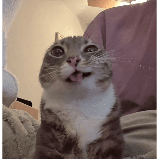 Cat 6