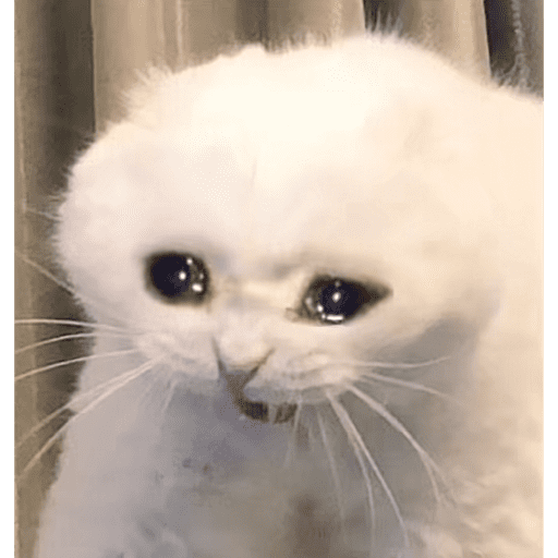 Cat 7