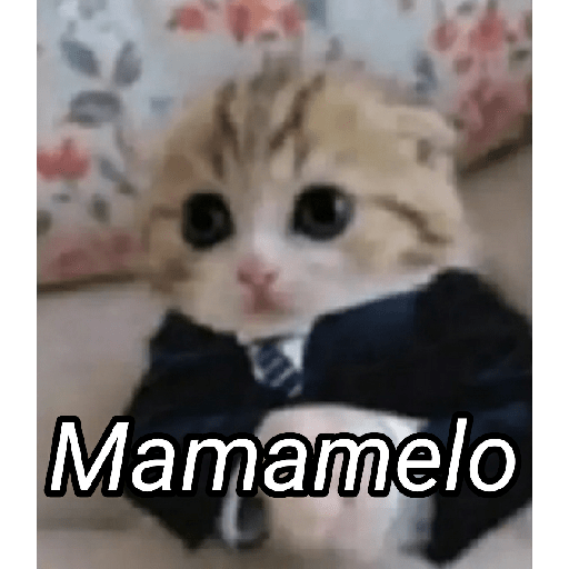 Gato Modo Serio 17