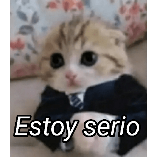 Gato Modo Serio 8
