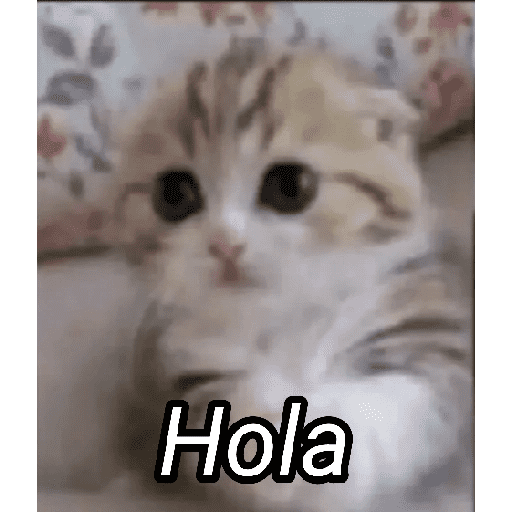 Gato Modo Serio 4