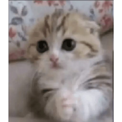 Gato Modo Serio 1