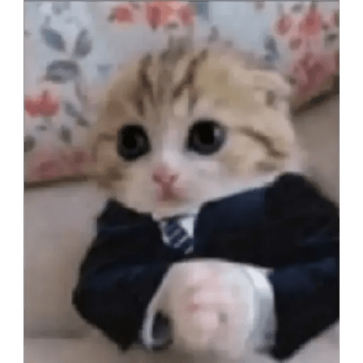 Gato Modo Serio 6
