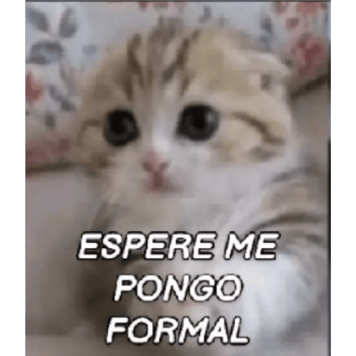 Gato Modo Serio 5