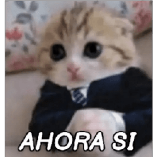 Gato Modo Serio 7