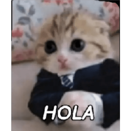 Gato Modo Serio 9