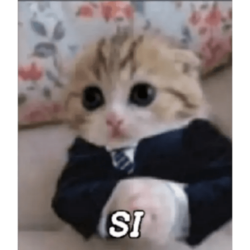 Gato Modo Serio 10