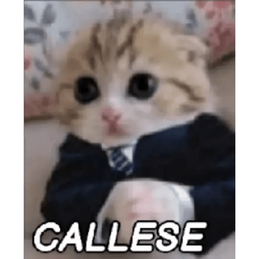 Gato Modo Serio 12