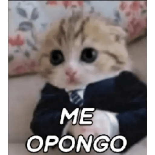 Gato Modo Serio 13