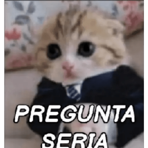 Gato Modo Serio 14