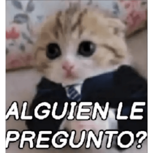 Gato Modo Serio 15