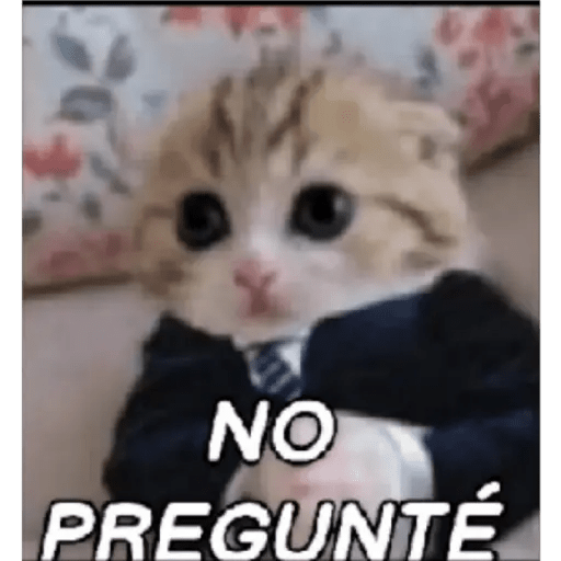 Gato Modo Serio 16