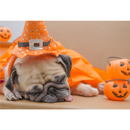 Halloween 🎃🎃💀 13
