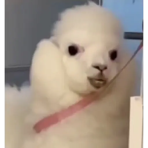 Wait Choto 7