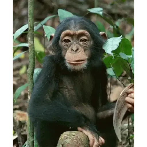 Memes engraçados