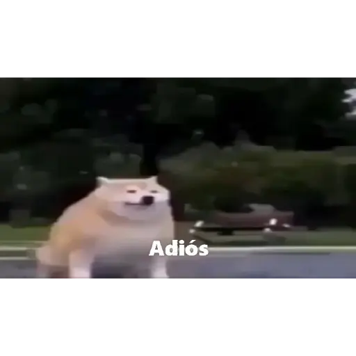 Perro desaparece 3