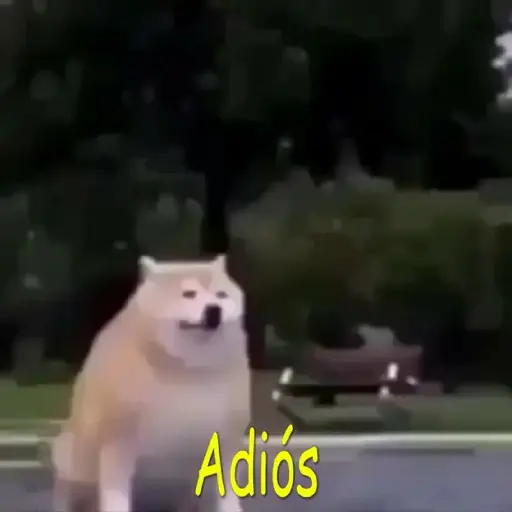 Perro desaparece 7