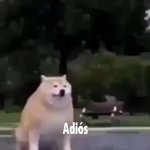 Perro desaparece 2